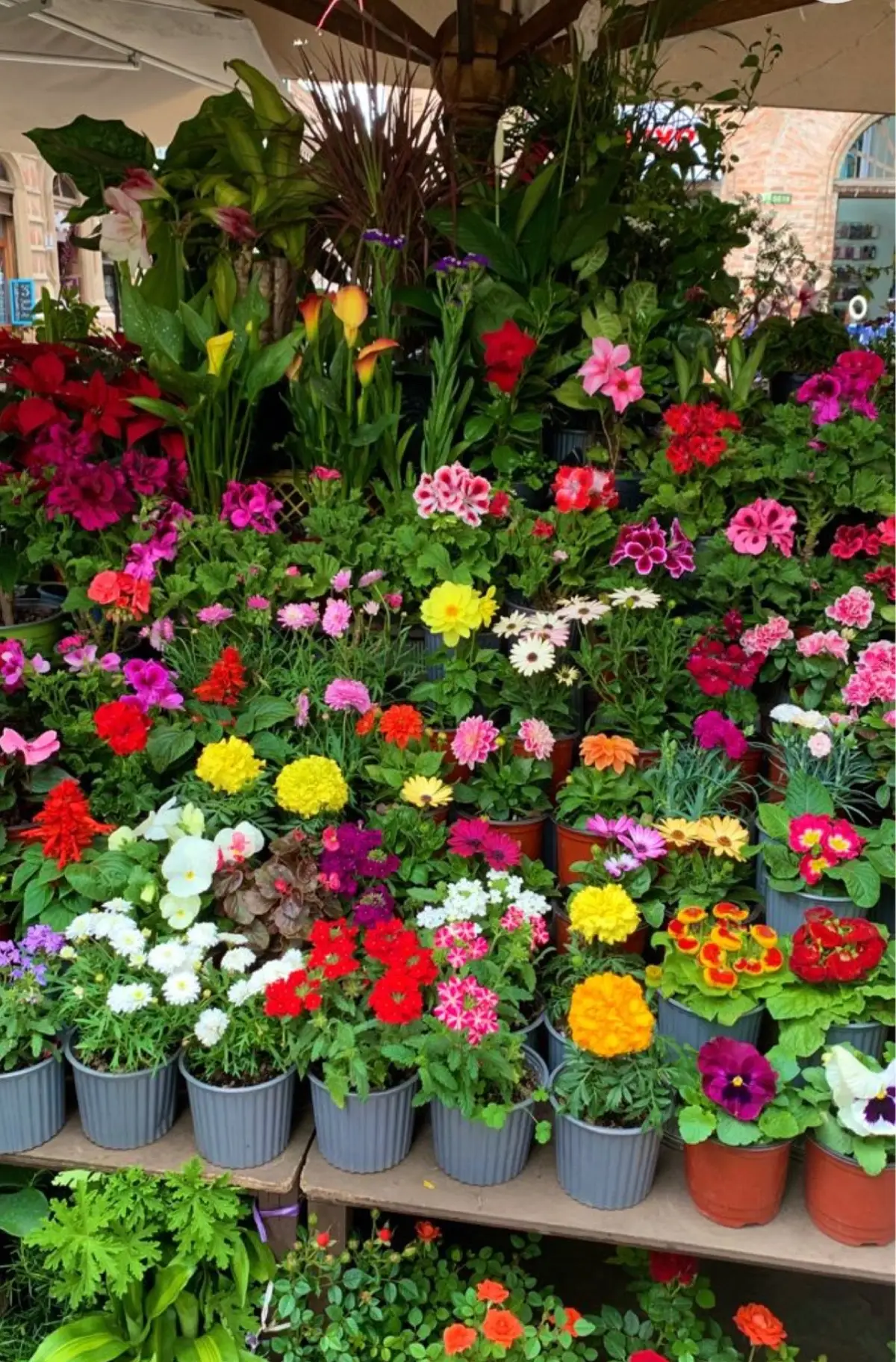 #زراعة_الورد #بستنة #مشتل #ورد_طبيعي #حديقة_المنزل #نباتات_زينة #مشتل_المدينة #تنسيق_حدائق #شغف_الزراعة #ورد_المدينة #مشتل_المدينة_المنورة #شتلات #نباتات #الورد_المديني #مزرعة_ورد #هواية_الزراعة #الزراعة_المنزلية #ورد_حب #جمال_الطبيعة #نباتات_منزلية 