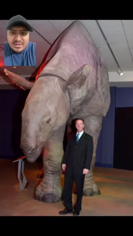The Biggest Land Mammal That Ever Lived! #paraceratherium #joerogan #nature #greenscreenvideo 