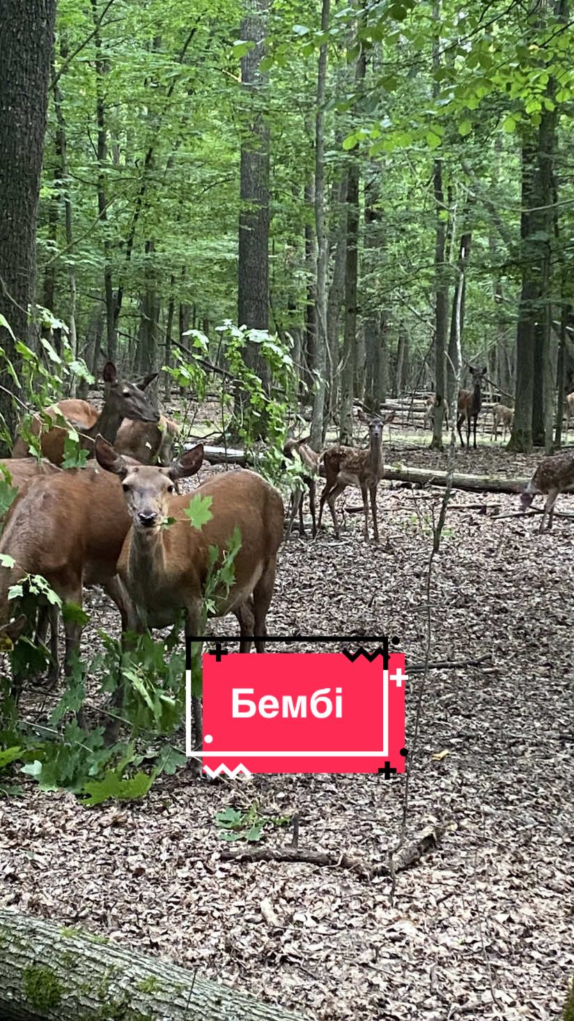 Маленькі оленята #оленята #бембі #антистрес #краса 