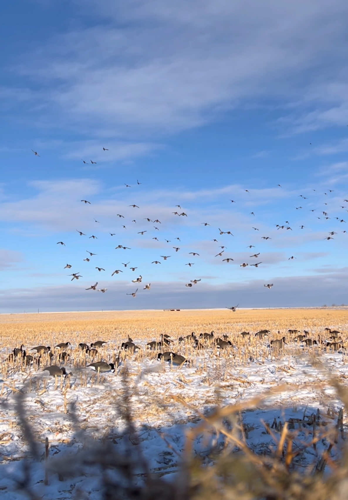 🤷‍♂️ Which bunch would you rather cut into: The field mallards or the honkers? Let us know in the comments! 👇