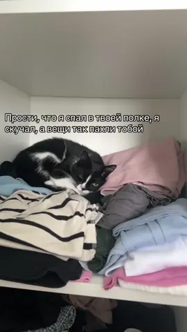 Вы для них весь мир💔 #кот #коттикток #любовьмоя 