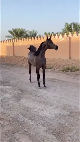 ماشاء الله تبارك الله 🍁 سويده 🎗️ #خيل #خيل_وخياله🐎 #فرسان #اكسبلوررر 