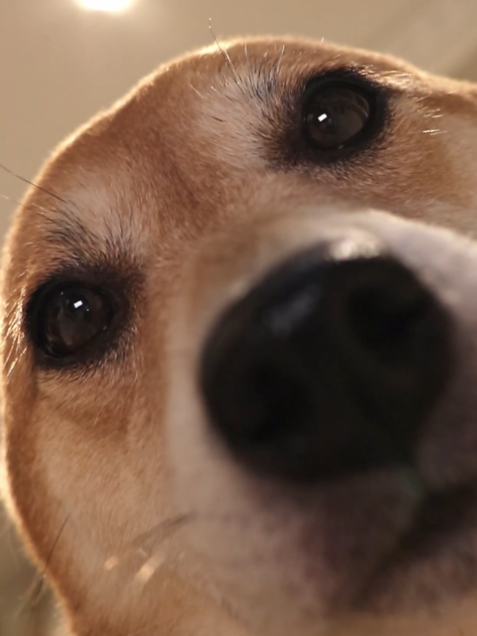 oh, hello there👀👋 . #foryou #dog #doggo #cutedog #shiba #shibainu #dogtok #cute #doglover 