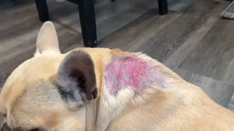 My pup suddenly developed a red, raw, and super itchy spot on his skin 😣🐾 It turns out he has acute moist dermatitis, also known as a hot spot 🔥 These can show up fast and get worse quickly, usually from licking, allergies, or bug bites. We went to the vet 🏥 and got meds to treat the infection and stop the itching 💊✂️ He’s already feeling better! If your dog ever gets a spot like this, don’t wait — get it checked ASAP 🐶❤️‍🩹 #DogHealth #HotSpot #AcuteMoistDermatitis #VetVisit #DogMom #DogDad #PetCare #PupProblems #HealingJourney 🐕✨