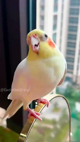 Jerry's serenade of the cookie song is sweeter than dessert 😍🎶🦜#cockatielscraze #birdsinging #cutepetstrending #ParrotLovers #PetStars #Cutepets #pets #AdorableCockatiel #PetLovers #CockatielsCraze #kawaii #fyp #vibrantbirds #BirdTraining #creatorsearchinsights #cockatiel #birdsofinstagram #cockatielsoftiktok #FeatheredCuties 