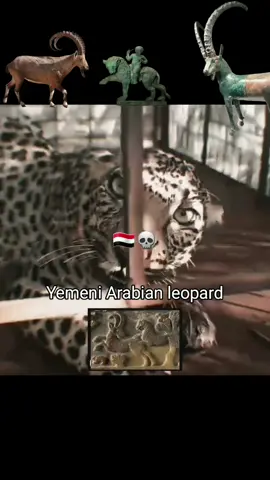 يافع_ابين_اليمن_منبع_النمور🇾🇪👑🤚💀 الوعل والنمور اليمنية كانو اشياء مقدسة لليمنيين القدماء وخاصة الوعل لطقوء الدينية  Yemen is the source of the Arabian leopards, especially in southern Yemen, due to the low population density. The Arabian leopard is found in abundance in Yemen in these vast and towering mountainous areas. The leopard and the ibex were sacred to the ancient Yemenis, especially the ibex, which they used for religious rituals. Yemen is a good land, conquering enemies and a strong barrier for the Arabian Peninsula. #حِمير_ملوك_الأرض #axeratiochallenge #fyp #HistoryTime #التاريخ #axplorاكسبلور #سبأ #yemen #تاريخ_العرب #يافع_الساحره_بجبالها  @سيف بن ذو يزن الحِميري 𓃵𖠲 