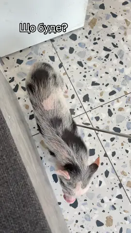 Що буде?  … #piggy #pigs #pig #piglet #piglets #piggycafe #minipig #minipigs #minipigsoftiktok #минипиг #минипиги #мініпіг #хрюшки #хрюша #свинка #свинкапеппа #рекомендации #рекомендациии #рекомендаціі 