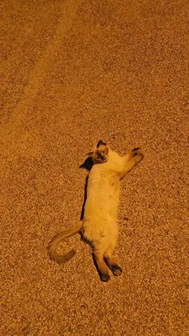 #اكسبلور 
