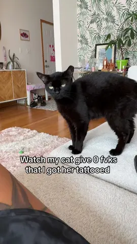 Typical girl cat attitude hehe but i love her sm and she loves me #explorechicago #latinacontentcreators #cat #catlover #blackcat #blackcatsoftiktok #blackcatenergy 