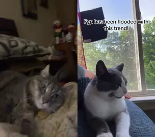 #duet with @Becca Ruiz #wifelife my sweet kitty was done with me