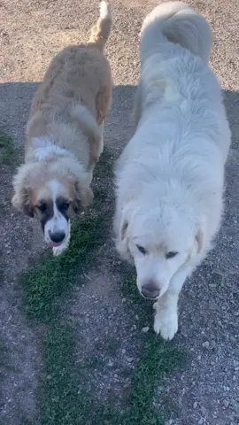 Could you imagine being a coyote thinking you were going to get a free peacock meal, and running into these two badazses😎. I honestly feel a little bad for the yotes. But not really though 