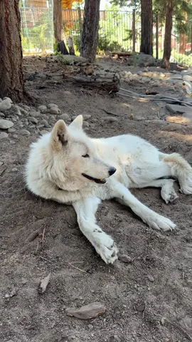 A naughty wolf story. #wolves #viralvideo #fyp #funnyanimals #funnyvideos 