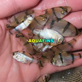 IKAN SUMATRA TIGER BARB || TIGER BARB SUMATRA || PUNTIUS TETRAZONA #tetra #ikantetra #ikanhias #ikan #ikanairtawar #tetrafish #exportfish #importfish #exportfish #jualikan #jualanikan #tokoikan #ikancichlid #cichlid #jualikanmurah #ikanindonesia #aquascape #aquascapefish #fishaquascape #aquarium #arwana #ikancupang #ikanarwana #suplierfish #tigerfish #ikanhiasairtawar #tropicalfish #ornamentalfish #predatorfish #ikanpredator 