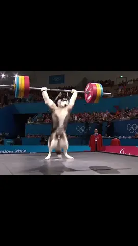 😱😱😱Oh my god! The dog participated in the weightlifting Olympics and lifted 200 kilograms.#dog #funny #fyp #sports #competition #weightlifting #foryou #tiitok 
