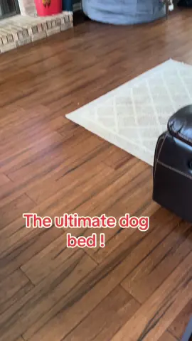 Who’s comfy? Why, they are! #comfort #dogs #dogbed #beanbagchair #tiktokpets 