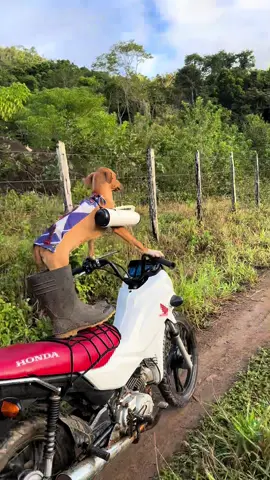 MUITO ISSO #dog #alegria #risos #fyp 