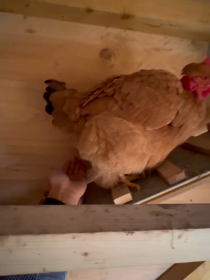 J’ai un poulailler et 11 poules, quelle fierté d’avoir une production d’œufs à domicile ! Ça se ressent dans les œufs qui sont absolument délicieux ! Après, faut dire qu’elles sont bien nourries avec ce mélange de céréales & lin (9 graines + coquilles d’huîtres) de Pure Family dispo chez qu’elles ont toujours à disposition dans la mangeoire, sans compter ce qu’elles grattent au fil de leur routine sur le terrain.  On me demande souvent ce que je fais de tous ces œufs. J’en mange beaucoup et mine de rien ça part vite, car la moindre omelette, crêpes ou crème glacée, ce sont déjà 6 œufs qui y passent. Parfois, c’est aussi un joli cadeau à offrir à l’entourage, au même titre que c’est un cadeau que de récolter chaque jour des œufs à la maison !#FendtFrance #CollaborationCommerciale #fyp