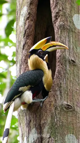 rangkong #animal #videoai #ai #foryoupageofficiall #foryou 