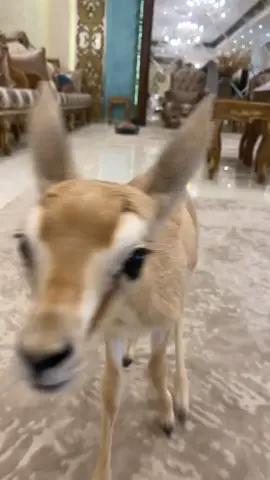 #viral #ماشاء_الله 