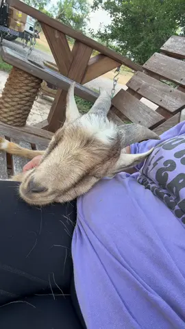 I just love my special baby!  #schwantesranch #goats #goatsoftiktok #spoiled 
