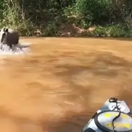 #naturaleza #caiaque #rio #mata #anta#tapir #kayak #nature #river 