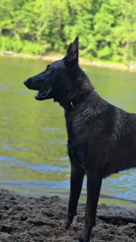 berger belge malinois charbonné 🥰😍💣#dogsoftiktok #malinoispuppy #pourtoii 