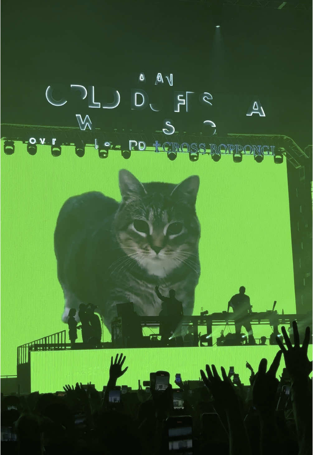 OIIA CAT 🐈‍⬛ @W&W @R3HAB  #worlddjfestival #wdjf #EDM