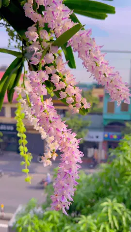 Hãy yêu chân thành  Tha thứ đúng lúc Buông bỏ đúng người Trân trọng đúng điều…. Hãy để tâm mình nhẹ nhàng như gió lặng lẽ như nước và ấm áp như lửa… Để một cuộc đời đầy ý nghĩa…!… #hoa #hoalan #stt #buontamtrang #trend #xuhuong #viralvideo #mưa #buon_tam_trang💔 