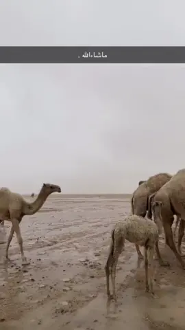 متا يالشتاء 💔 ؟  #explore #fyp #4u 