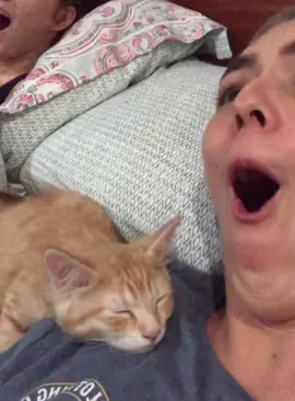Cat owners have no personal space #cat #funnyvideos #cattok #funnymoments #haha #catlife #funny #pet #catsoftiktok #foryou 