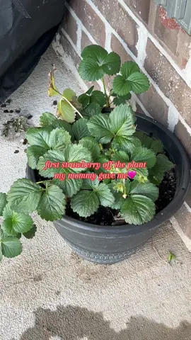 so happy!!:)  #strawberryplants #gardening #fyp 