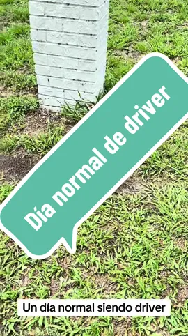 Un día normal siendo driver, estos perritos estaban acalorados  #perritos #puppies #dogs #driver #shein #temu #alibaba #tampa #florida #venezuela #naguanagua #angelitos #perros #calor #verano #eeuu #CapCut 