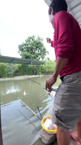 yuk wijus minggu jani, gaskan mancing tombro, lele juga ada, dijamin lengkung #kolampancinglobong #guwang #sukawati #kolamharian #karper #lele 