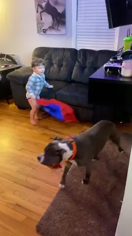 When your kid provokes the dog #fyp #dog #dogs #doglover #dogsoftiktok 