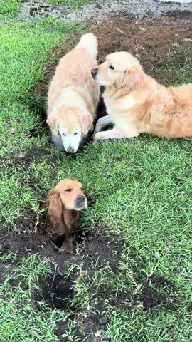 Alice’s escape - see she’s fine! Thanks for checking on her everyone!!! @Rocco&Frankie 