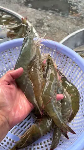 Nay em có tôm bự 22kg nhỏ 30-35kg ai mua ib em nha mọi người #tôm #tomthe #xuhuong #tphcm 