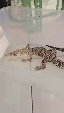 Bucil Buaya Kecil🐊 #porosuskeeperindonesia #crocodilesquad🐊💸 #porosuscrocodile #fyppppppppppppppppppppppp 