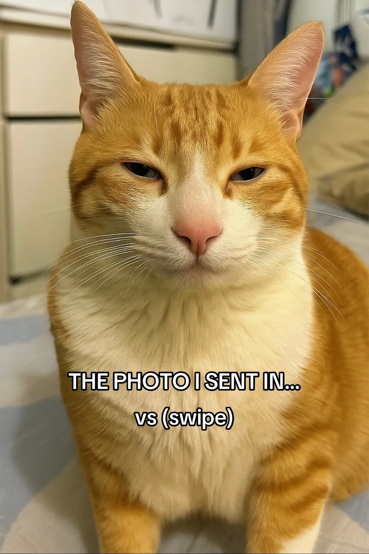 Custom pet pillows are so funny #custompetpillow #petpillow #custompillow #catpillow 