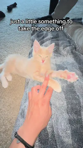 calm in the chaos 😝 #fyp #relatable #catsoftiktok 
