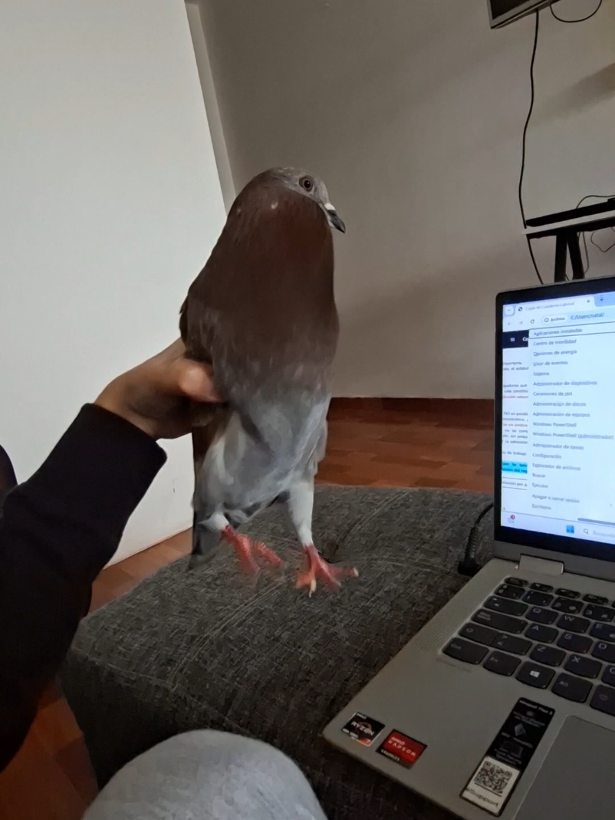#petbird #pigeon #paloma 