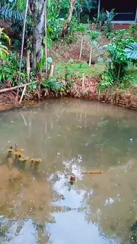 #abah misnan#sendang kahuripan#sindabgkarsa#sukamajubaru