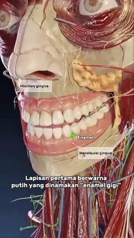 Gigi itu memiliki 3 lapisan Lapisan pertama yang paling kuat adalah “enamel gigi” Lapisan kedua “dentin gigi” apabila ini ter-ekspose maka gigi kamu akan terasa ngilu Lapisan ketia “pulpa gigi” apabila bakteri sudah sampai ke tahap ini, maka gigi kamu harus dilakukan perawatan saluran akar. 🎥cr : @VOKA 3D Anatomy & Pathology 