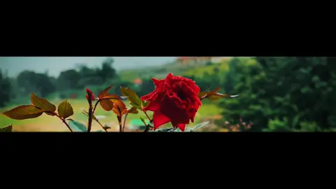 Red rose 🥀💧#fypviralシ #capcut #chill #နှင်းဆီနီ 