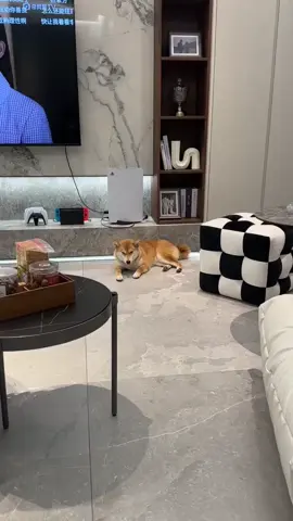 🤣🤣🤣🤣🤣🤣 #新加坡寵物 #柴犬 #養狗日常 