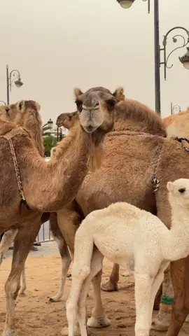 #الإبل_عطايا_الله_عشاق_البداوة_🐪😍 #الصحراء_المغربية🇲🇦🇲🇦🇲🇦  #المملكة_المغربية_الشريفة🇲🇦 