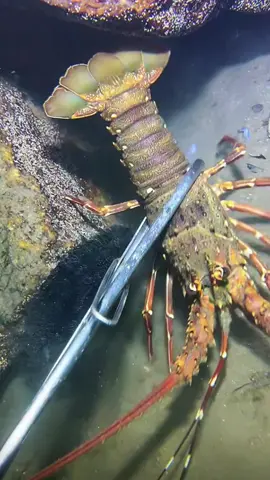 #diving #crab #catchthesea #seaside #seafood #fish #eel #lobster #seangsolofishing