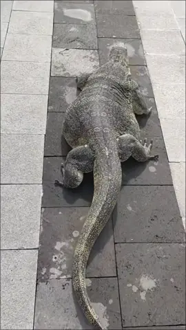 🗿 #ricarica #ricanyambek #biawak #nyambek #foryou 