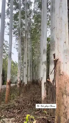 Bạch đàn cao sản Trung Quốc #caygiong #trungquoc 