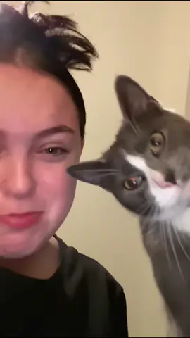 Small friction between cats and people🤣#tiktok #cat #catsoftiktok #fyp #foryou #funny 