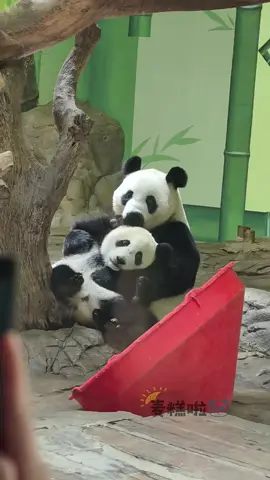 heo nằm trong vòng tay ấm áp của manh manh #panda #độngvật #phivan 